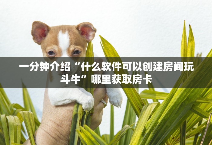 一分钟介绍“什么软件可以创建房间玩斗牛	”哪里获取房卡