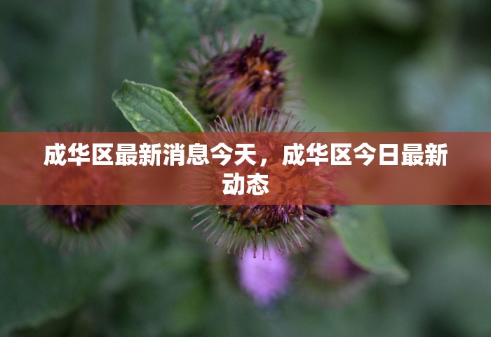 成华区最新消息今天，成华区今日最新动态