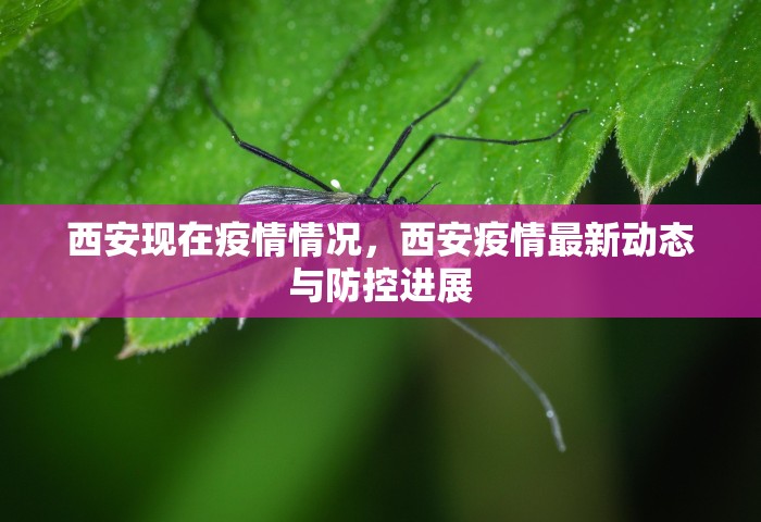 西安现在疫情情况，西安疫情最新动态与防控进展
