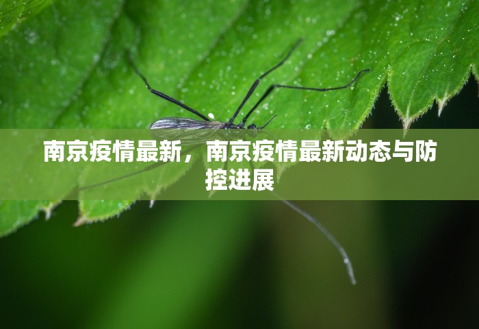 南京疫情最新，南京疫情最新动态与防控进展